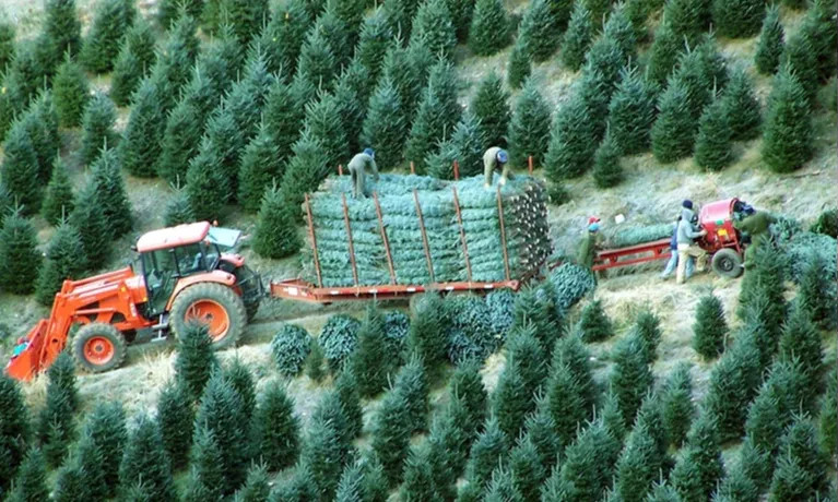 Christmas Trees | Economic Impact Ashe County NC