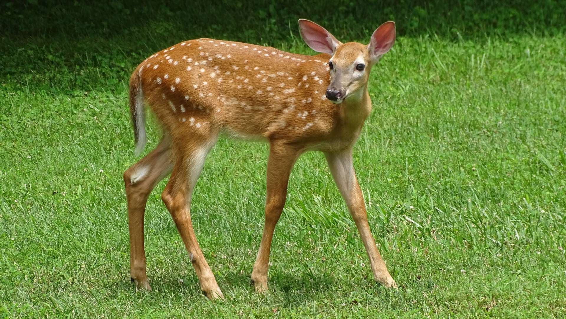 All wildlife photos taken on property by owner, Ken Mundy.