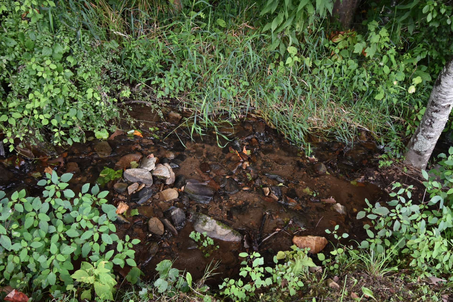 A rushing stream that runs beside the drive up to the home