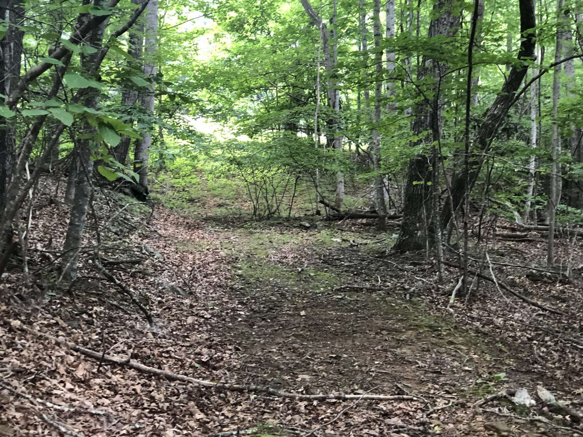 A view of the old roadway that runs across the property