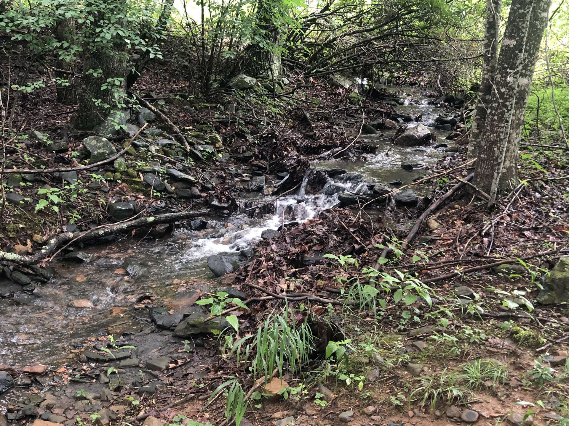 Another shot of the stream as it enters the property at the roadway