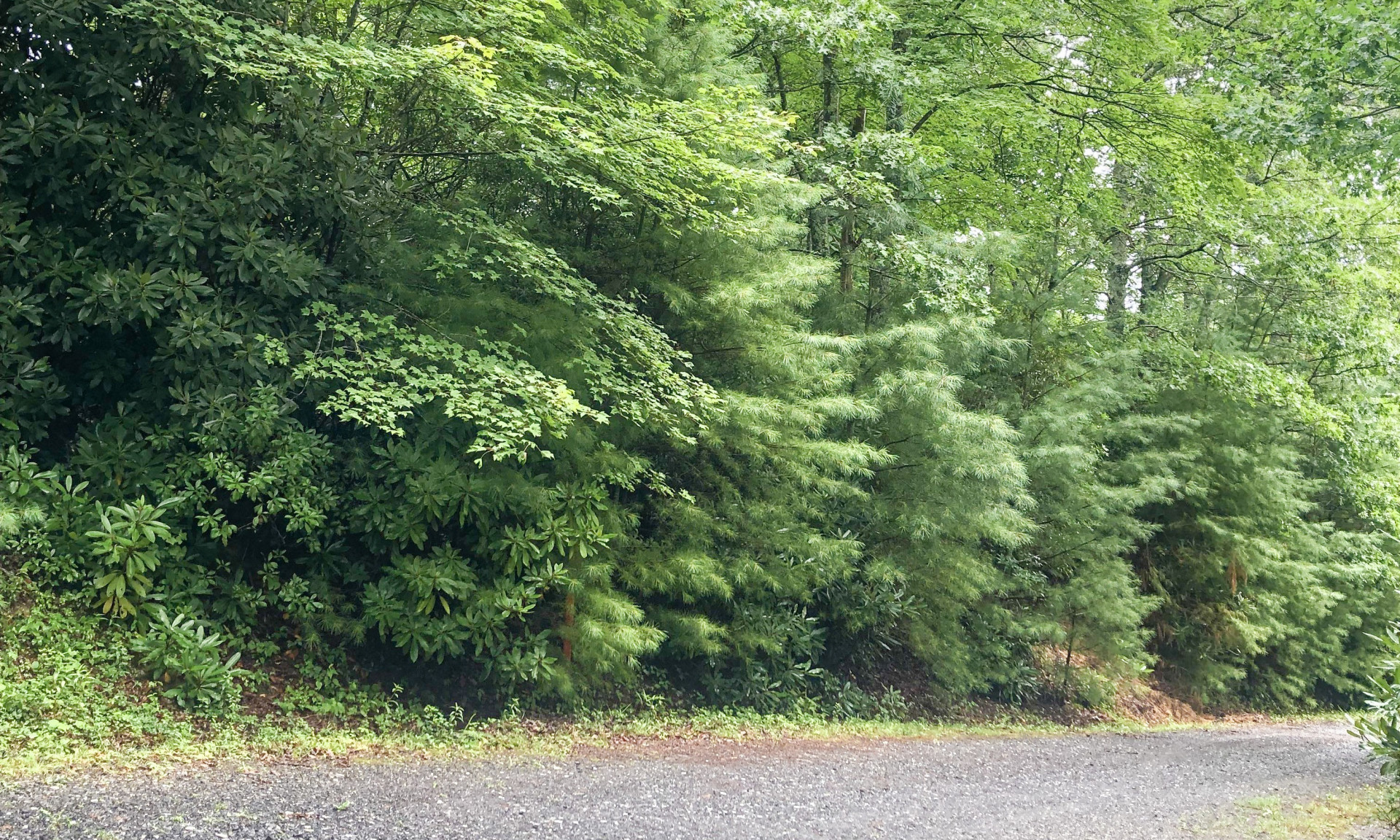 The beauty of a lot covered in native rhododendron and mountain laurel