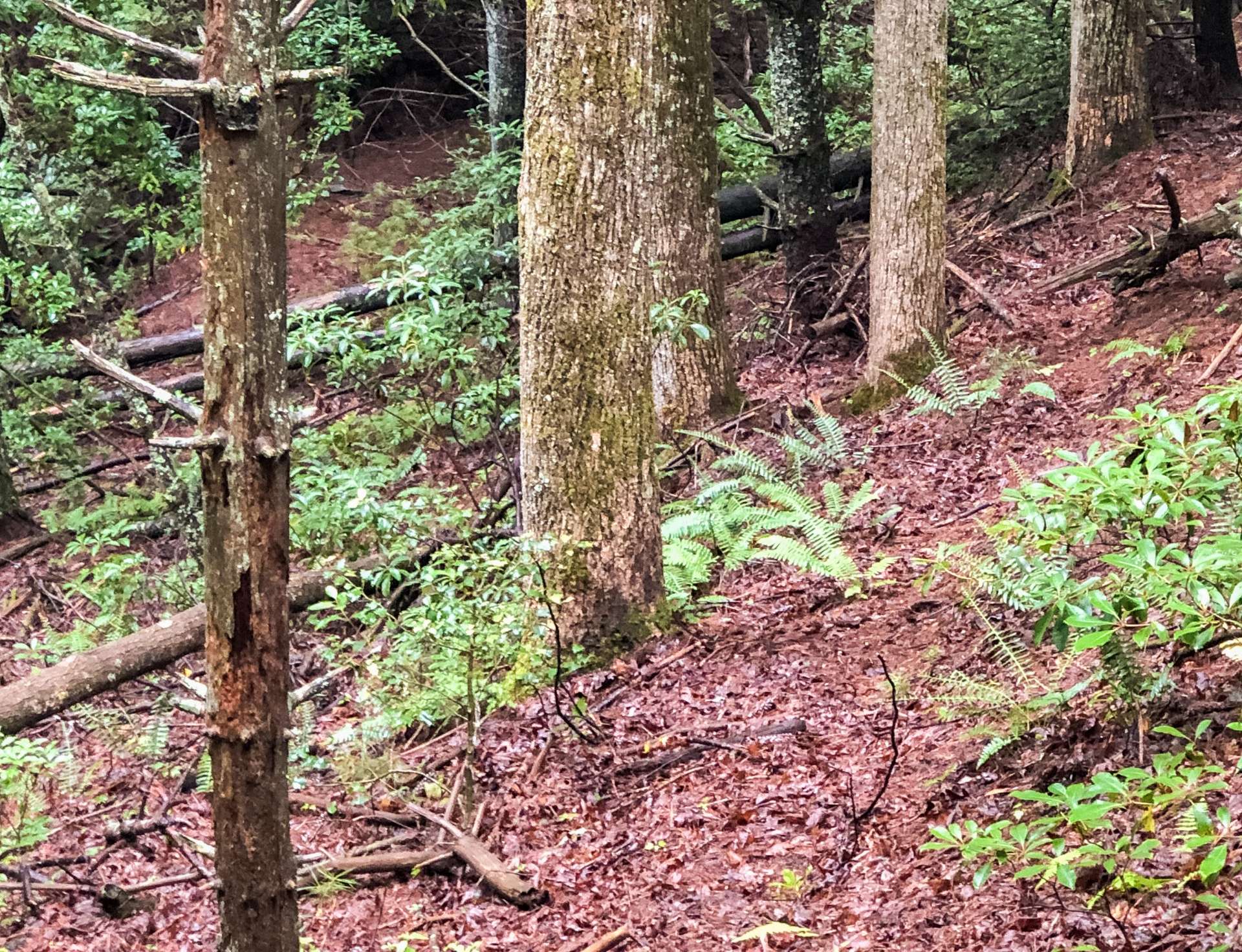 Backside of the property as it slopes down to the creek