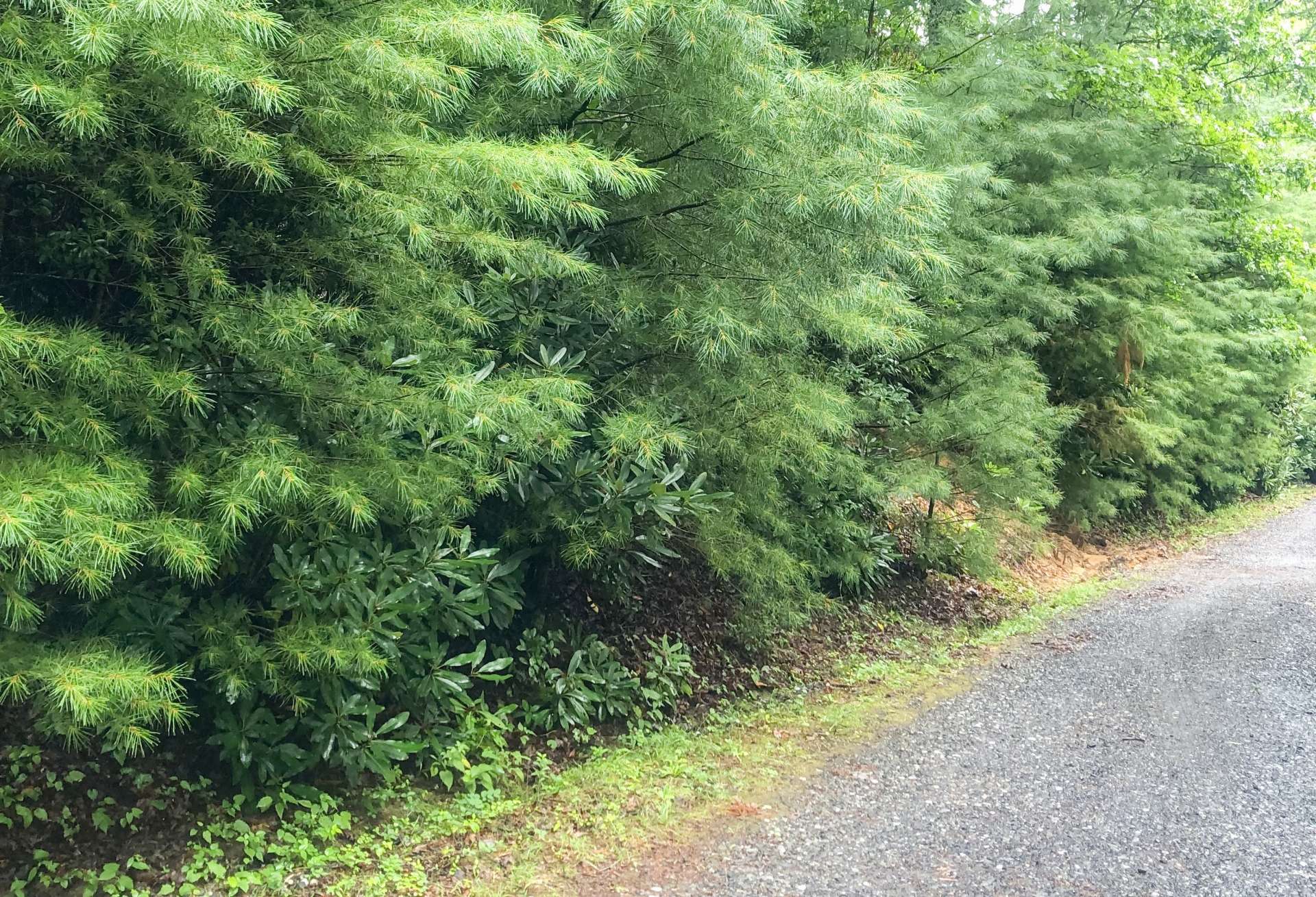 Roadway view of the property