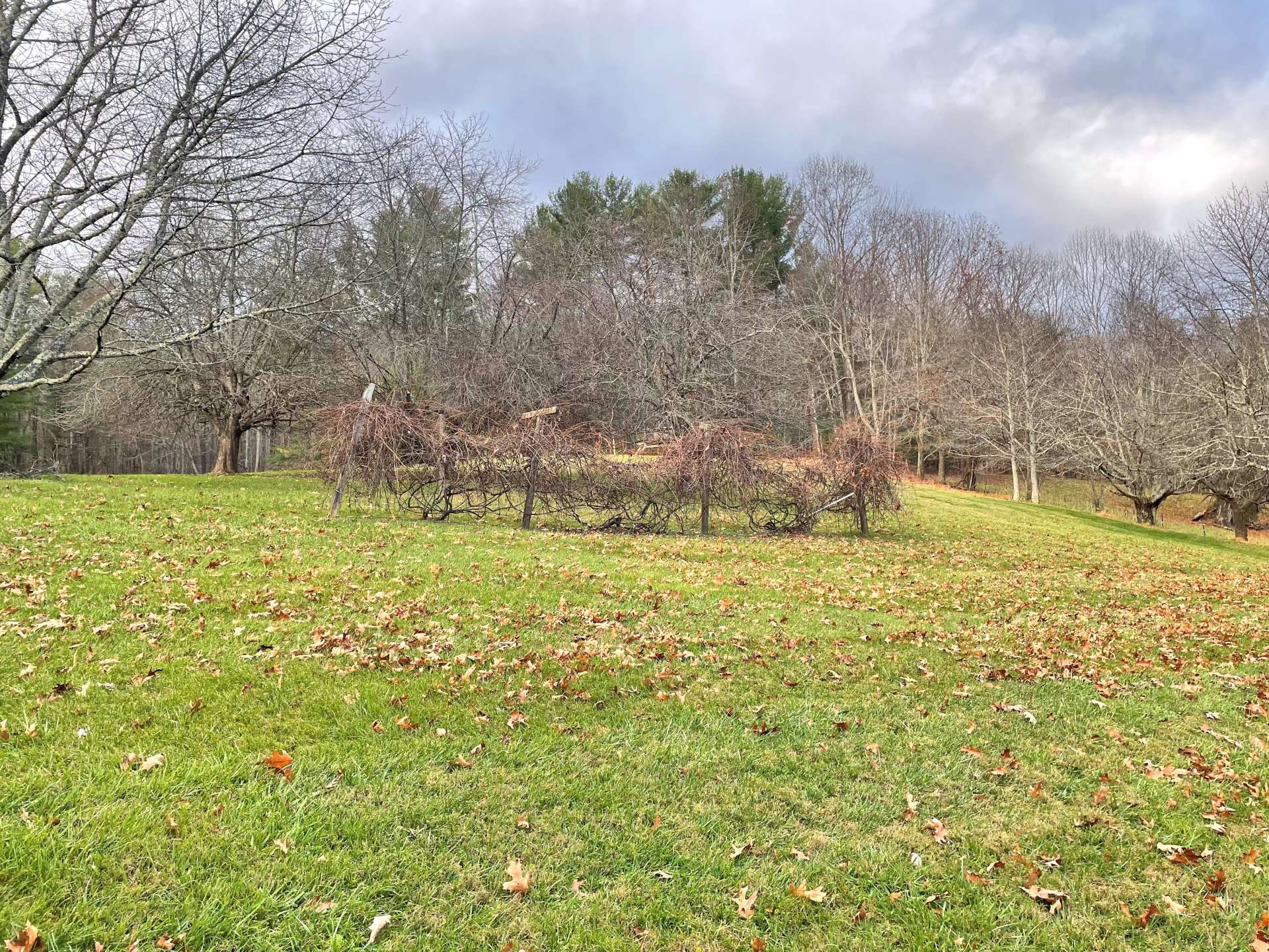 Fruit trees and grape vines on the property