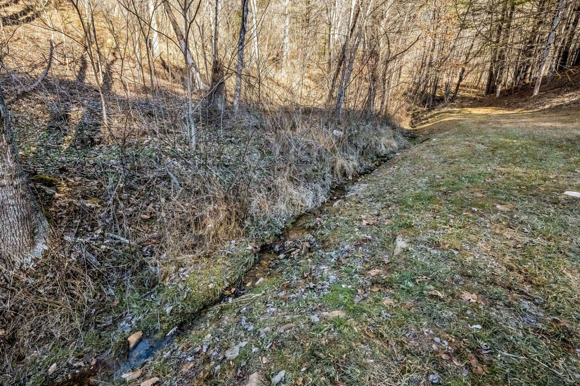 A small mountain brook provides a cool drink for the wildlife.